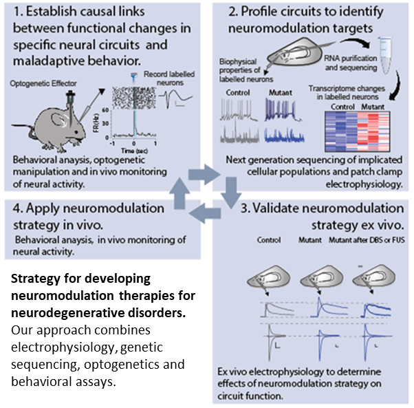 Strategy for developing neuromodulation therapies for neurodegeneration disorders. Our approach combines electrophysiology, genetic sequencing, optogenetics and behavioral assays.
1. Establish causal links between functional changes in specific neural circuits and maladaptive behavior.
2. Profile circuits to identify neuromodulation targets.
3. Validate neuromodulation strategy ex vivo.
4. Apply neuromodulation strategy in vivo.