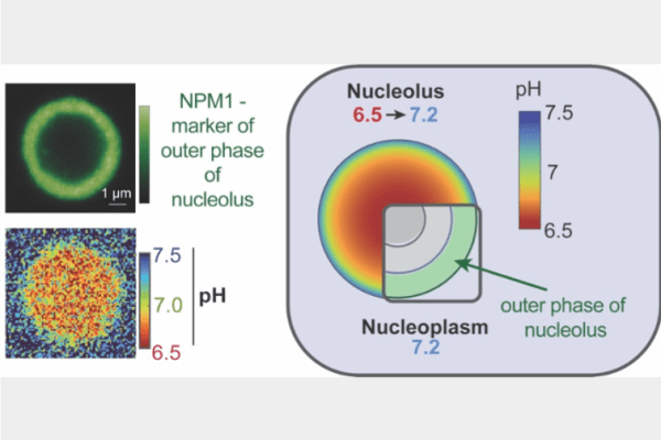 WashU engineers manage a first: measuring pH in cell condensates